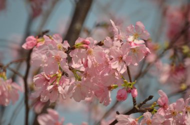 Sakura çiçekleri, bahar mevsimi, Doğa Konsepti.