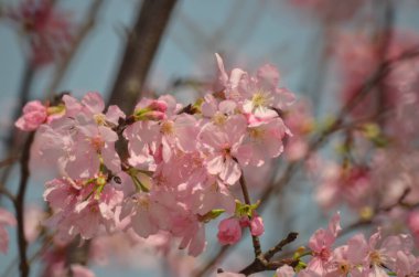 Sakura çiçekleri, bahar mevsimi, Doğa Konsepti.