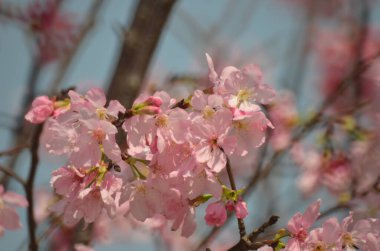Sakura çiçekleri, bahar mevsimi, Doğa Konsepti.