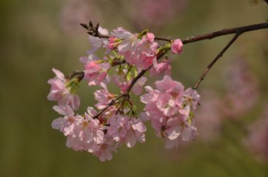 Sakura çiçekleri, bahar mevsimi, Doğa Konsepti.