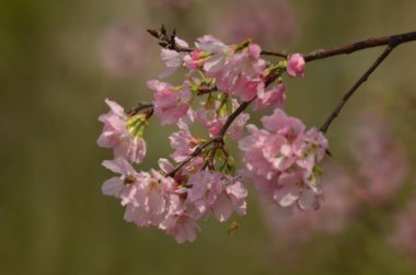 Kiraz çiçekleri bahar mevsimi, Doğa Konsepti