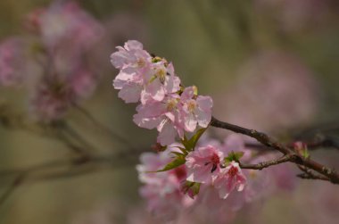 Kiraz çiçekleri bahar mevsimi, Doğa Konsepti