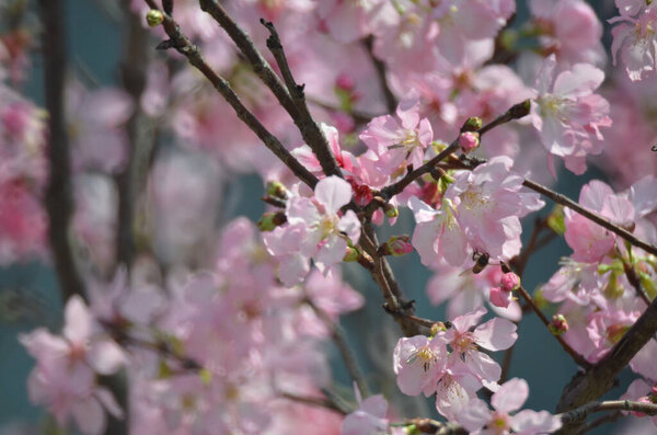 Цветение сакуры весенний сезон, Концепция природы