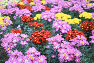 İlkbaharda portakal kasımpatı çiçeği kümesi