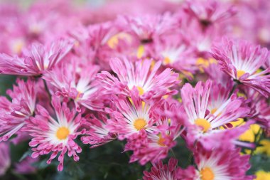 İlkbaharda portakal kasımpatı çiçeği kümesi