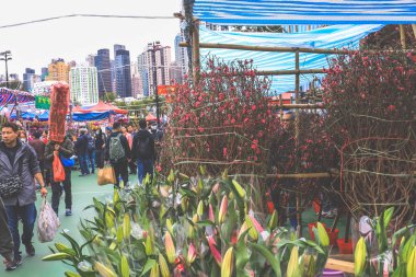 9 Şubat 2024 Hong Kong Yeni Yıl Çiçek Pazarları,