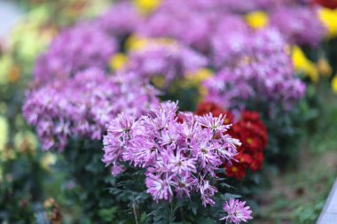 İlkbaharda portakal kasımpatı çiçeği kümesi