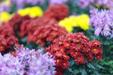 İlkbaharda portakal kasımpatı çiçeği kümesi