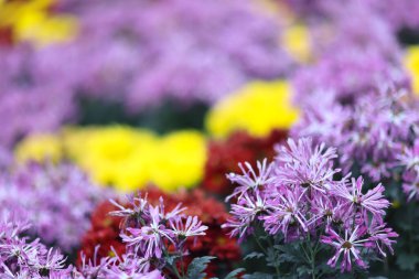 İlkbaharda portakal kasımpatı çiçeği kümesi