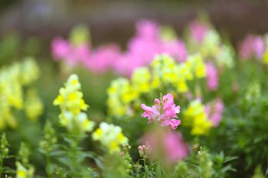 Beautiful Antirrhinum majus dragon flower is blooming in the garden