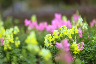 Beautiful Antirrhinum majus dragon flower is blooming in the garden
