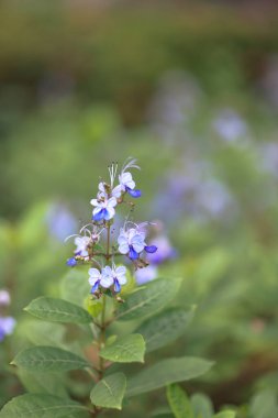 Çiçekli Japon çatı irisi, bilimsel adı Iris tectorum.