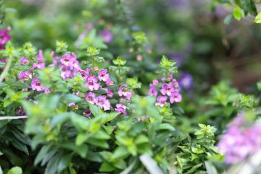 Nemesia çiçeği çiçek açar, ilkbaharın başlarında çiçek açar.