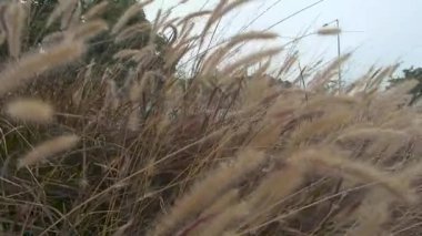 Tarlada otlar, bulutlu gökyüzü arkaplanı 