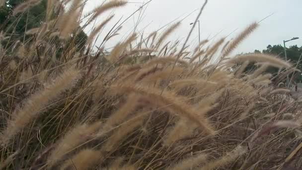 Pampas Gras Een Veld Bewolkte Lucht Achtergrond — Stockvideo
