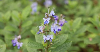 Çiçekli Japon çatı irisi, bilimsel adı Iris tectorum.