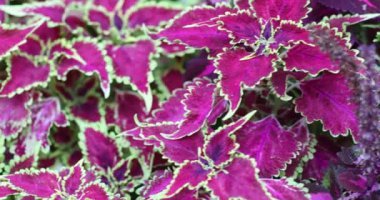 Coleus scutellarioides 'in yakın çekimi, yaygın olarak Coleus olarak bilinir.