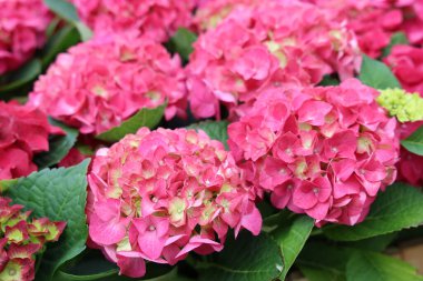 Farklı çeşitlerdeki güzel ortanca çiçekleri.