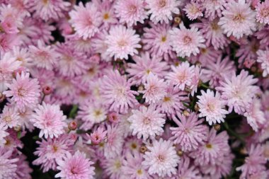 Bir kasımpatı demeti, kusursuz desenli çiçek arkaplanı