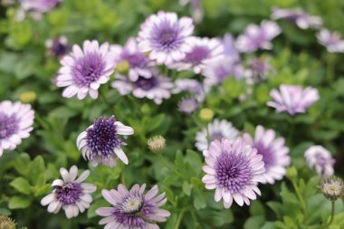 Boston Papatya 'da Paris Papatyası olarak da bilinir.