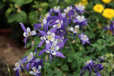 Aquilegia flabellata, yaygın adı fan columbine veya cüce columbine