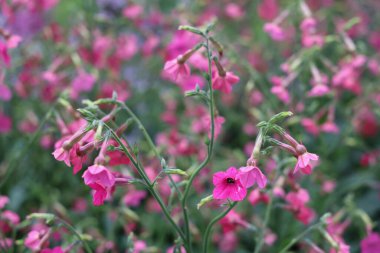 Bahar bahçesinde bir Phlox subulata.