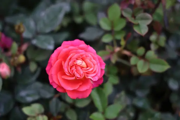 a rose flower, garden on a blurry background