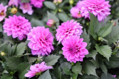 ticari organik çiçek fidanlığı yatağı, pembe küre yıldız çiçekleri.