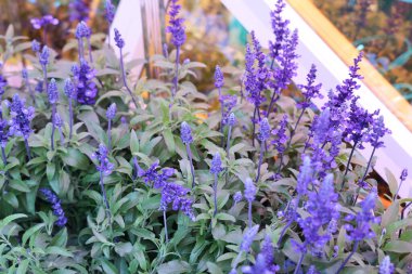 Çiçek pazarındaki Mavi Salvia