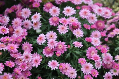 Boston Papatya 'da Paris Papatyası olarak da bilinir.