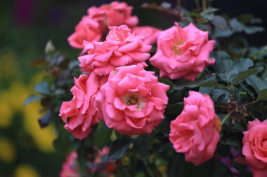 Bir gül çiçeği, bulanık bir arka planda bahçe.