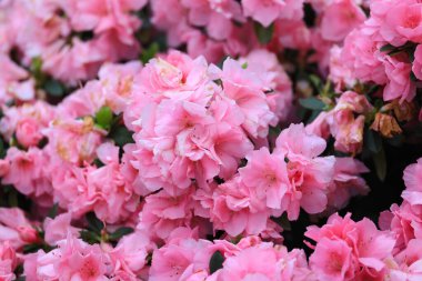 Doğa ilkbahar geçmişi. Çiçek arka planı yemyeşil açelya