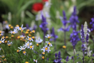 Avrupa 'nın narin Michaelmas papatyalarının manzarası