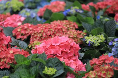 Kaynağında düşen saksıları olan bir çiçek.