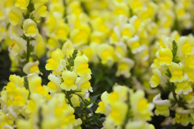 Bahçede yetişen Antirrhinum majus snapdragon çiçekleri.