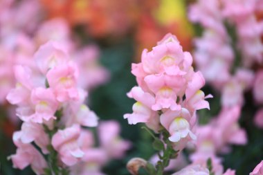 Bahçede yetişen Antirrhinum majus snapdragon çiçekleri.