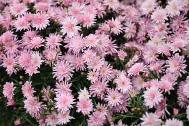 Boston Papatya 'da Paris Papatyası olarak da bilinir.