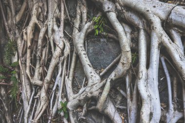 Dışarıda taş duvarda kök ağacı var.