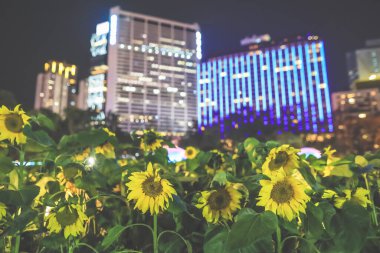 Ay Yeni Yılı 'nın özünü yakalıyor.,