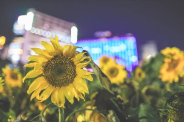 Ay Yeni Yılı 'nın özünü yakalıyor.,