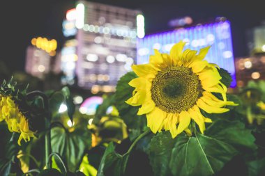 Ay Yeni Yılı 'nın özünü yakalıyor.,