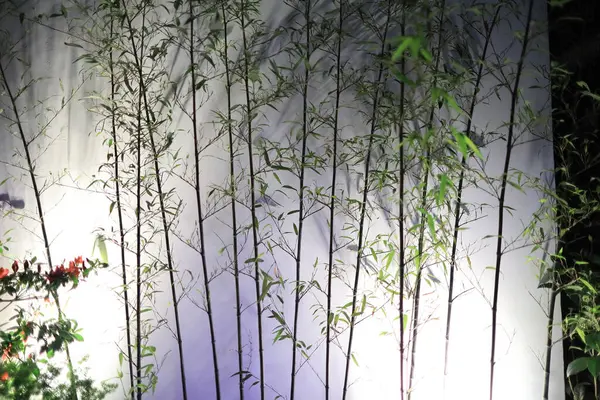 The bamboo grove at night with lighting