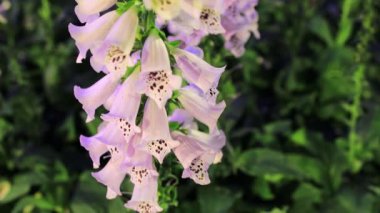 Yaz bahçesinde çiçek açan Delphinium çiçekleri..