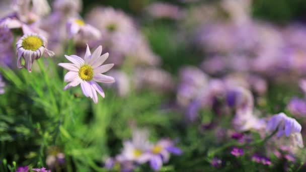Daisy Meadow Sedmikrásky Květiny Zahradě — Stock video