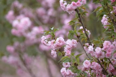 Dalında pembe çiçekler olan bir kiraz tarlası.