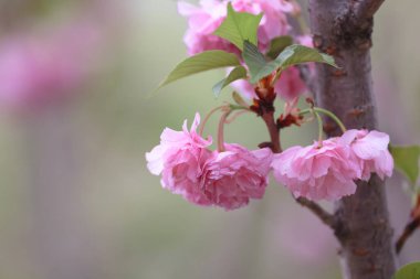 Dalında pembe çiçekler olan bir kiraz tarlası.