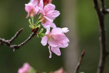 Hong Kong Velodrome Parkı 'ndaki Cerasus Campanulata.