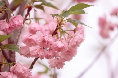 Dalında pembe çiçekler olan bir kiraz tarlası.