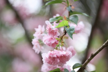 Dalında pembe çiçekler olan bir kiraz tarlası.