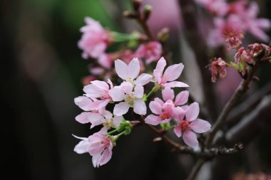 Hong Kong Velodrome Parkı 'ndaki Cerasus Campanulata.